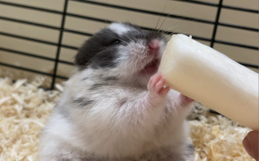 (仓鼠奶牛)世界之大,吃饭为大_哔哩哔哩_bilibili