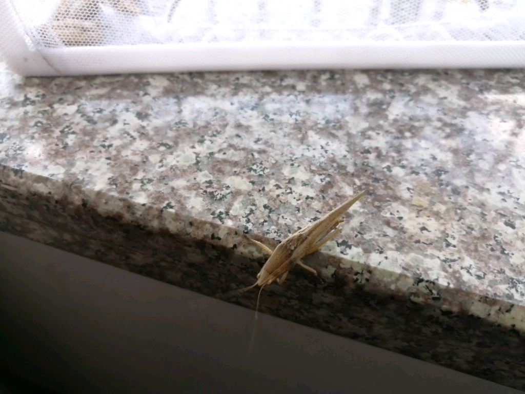 2022/4/11晚修飞来的喙拟矛螽