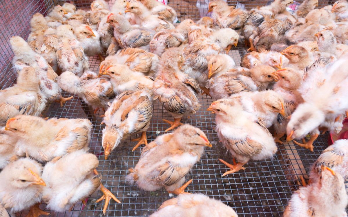 世界第二大速食企业:肯德基养鸡场曝光,小鸡的寿命只有35天?