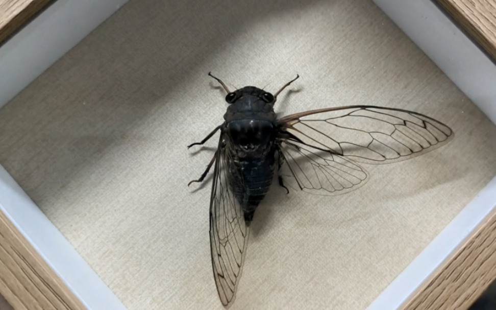 【标本】蝉标本