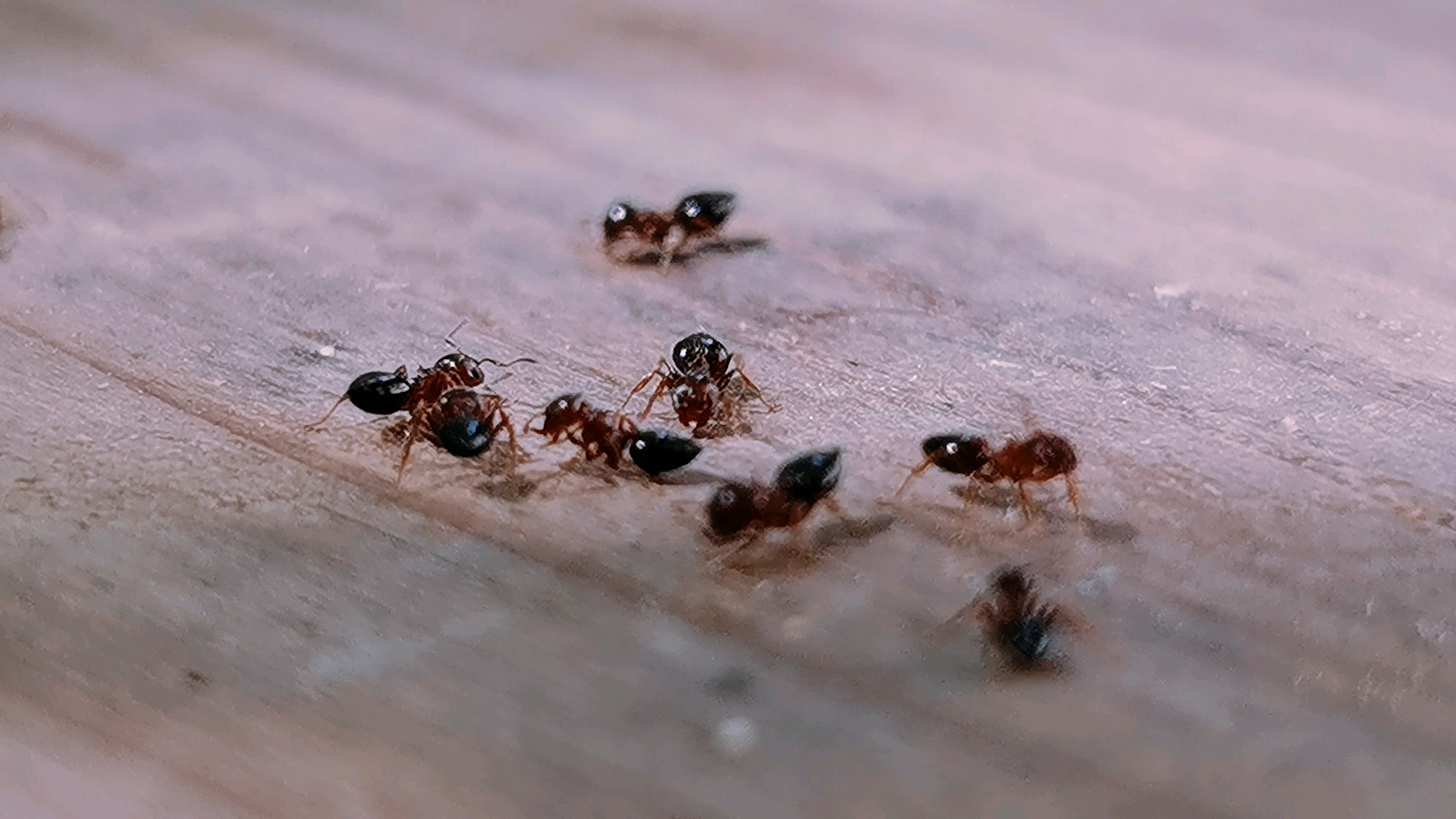 西弥浦蚂蚁小视界