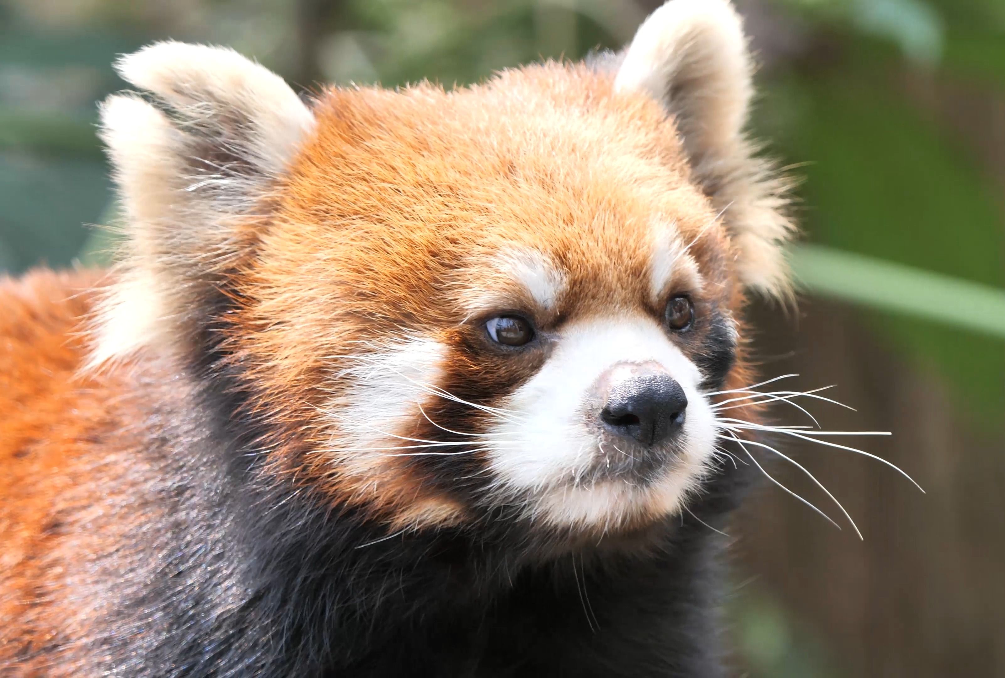 长得很有个性的小家伙【小熊猫】有小伙伴认识吗?杭州动物园