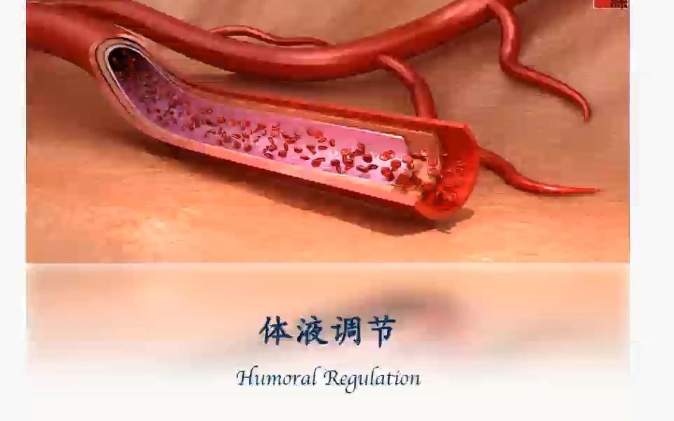 humoral immunity图片