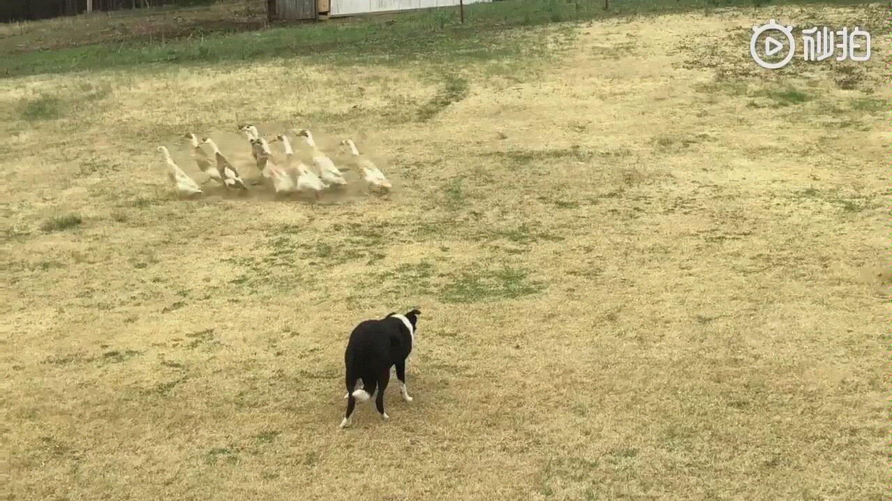 [图]“鸭子也归我管！”看边境牧羊犬与主人完美配合牧鸭！