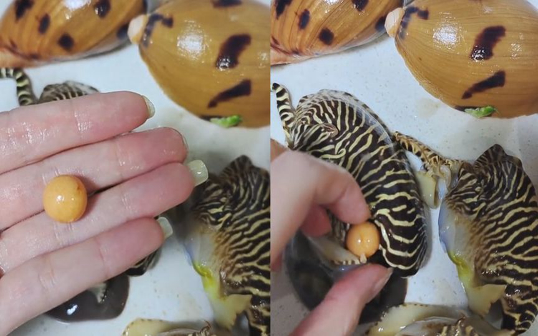 女子买椰子螺开出罕见"龙珠",珠宝商出价超十万:都说我发财了