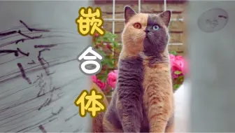 被自己的精子绿了？？当双胞胎兄弟变成了你的生殖系统。。