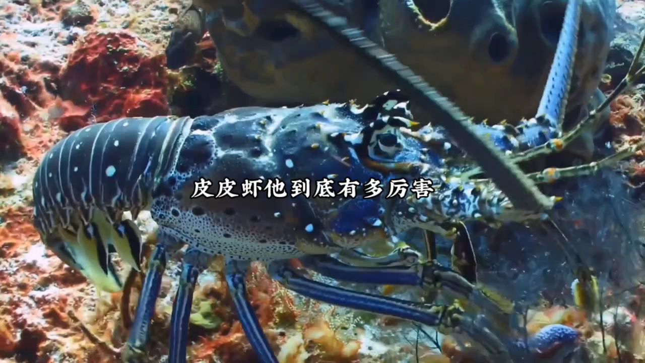 皮皮虾,他到底有多厉害