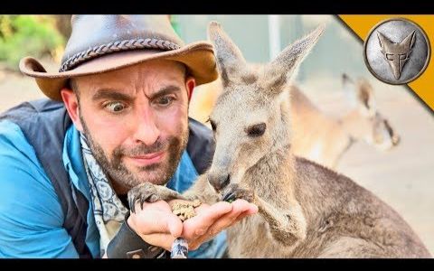 【狼叔野外探险】袋鼠喂食时间!