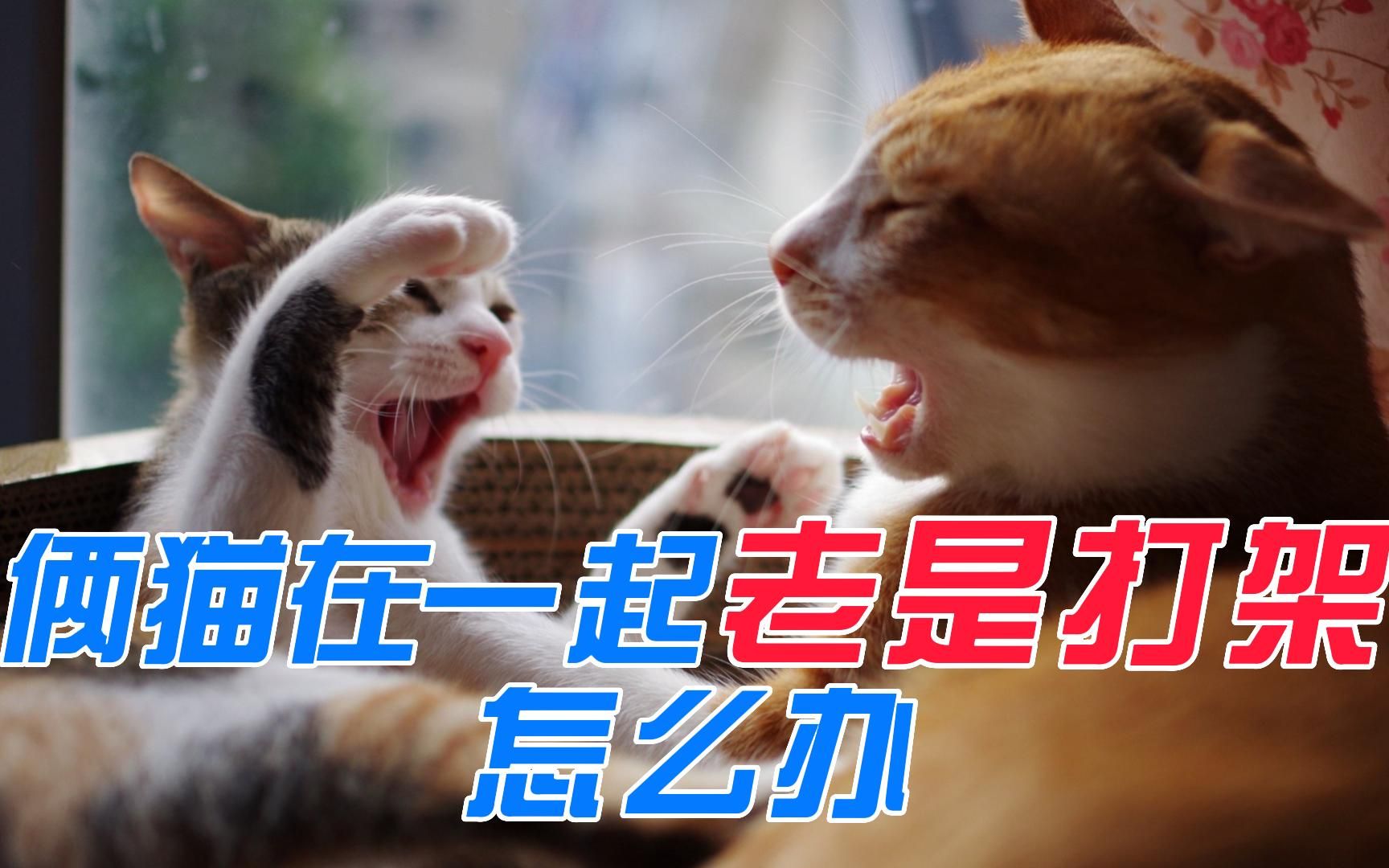 俩猫在一起老是打架怎么办哔哩哔哩bilibili