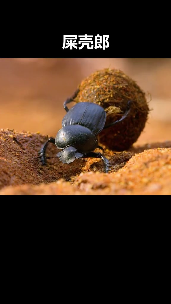 蜣螂也叫屎壳郎属鞘翅目金龟甲科体黑色或黑褐色大中型昆虫