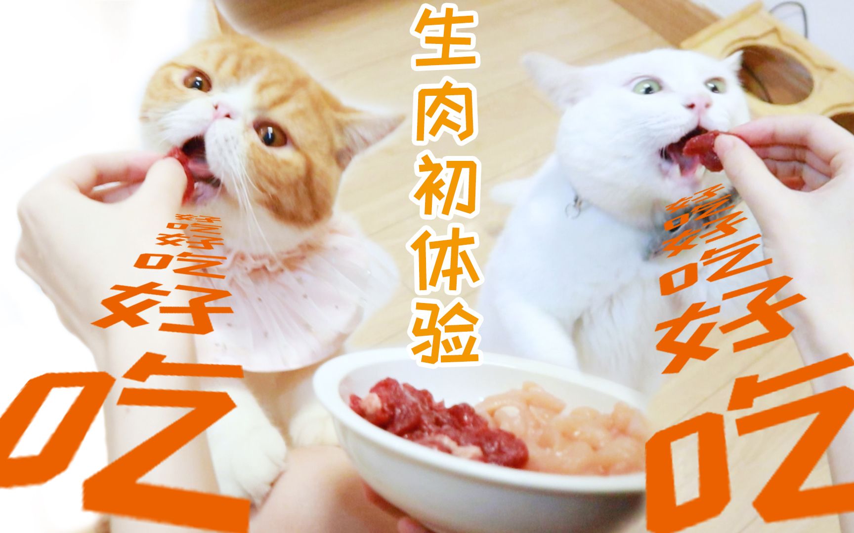 第一次喂猫吃生肉,猫咪从试探到狂吃哔哩哔哩bilibili