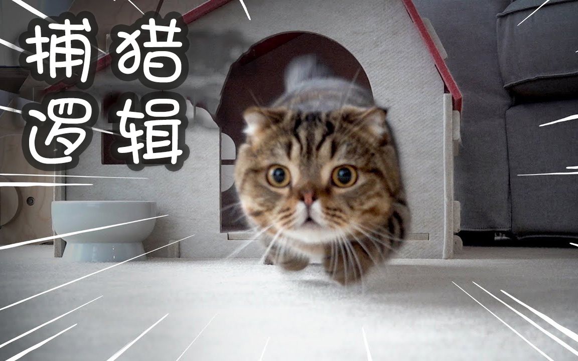 小猫捕猎的逻辑:猎物就在那里,我为什么不扑哔哩哔哩bilibili