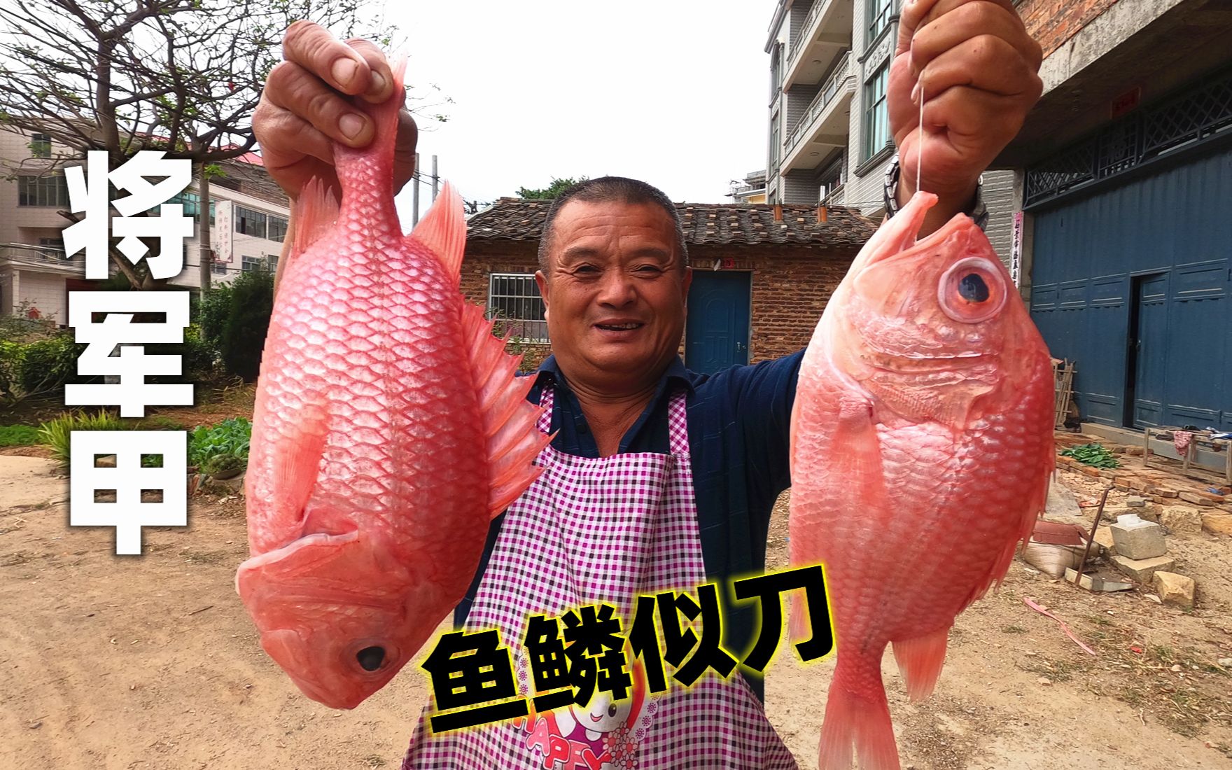 640买4条将军甲鱼鳞似刀可切肉鱼肉出奇的嫩深海鱼就是好吃