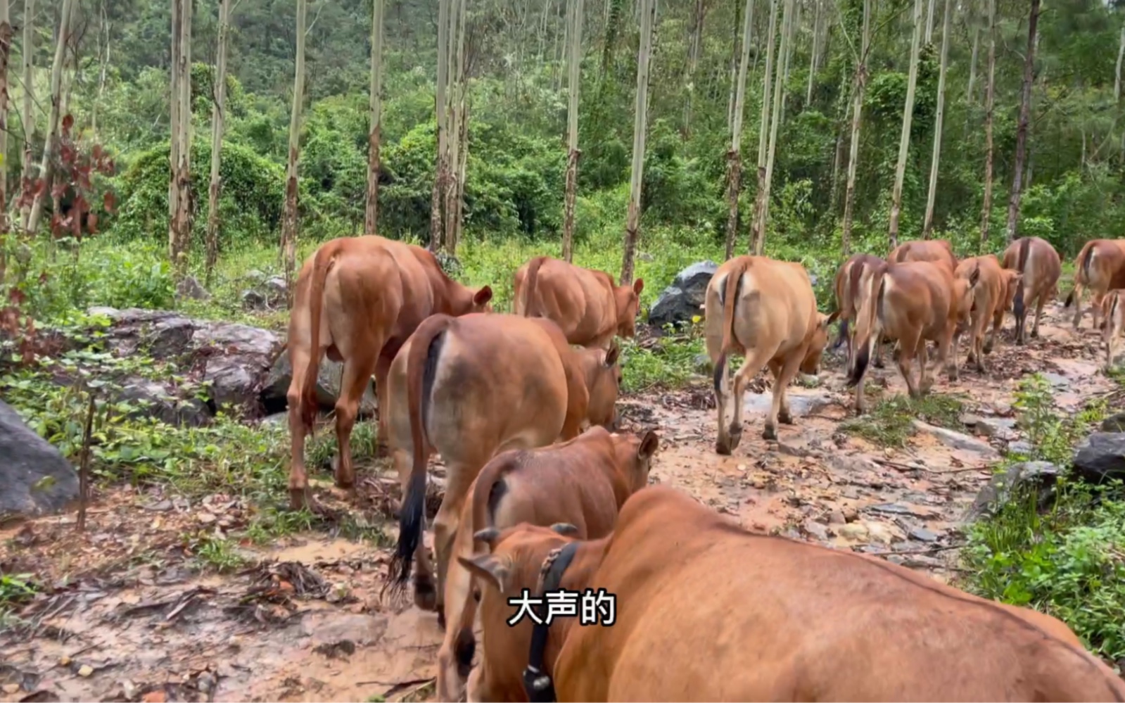 [图]肥君一个人步行赶牛上山放牛