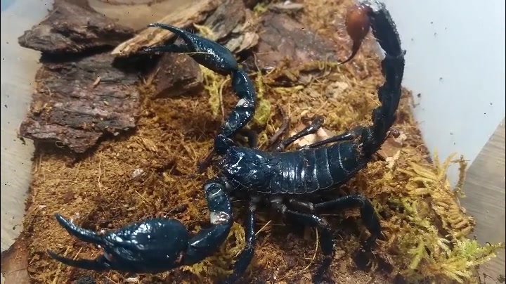 【调戏日常 物种科普】理一理两种雨林蝎的区别_哔哩哔哩 (゜-゜)つロ