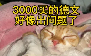 Descargar video: 3000买的德文猫带回家好像出问题了