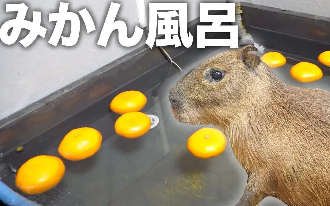 试着让小水豚泡橘子澡