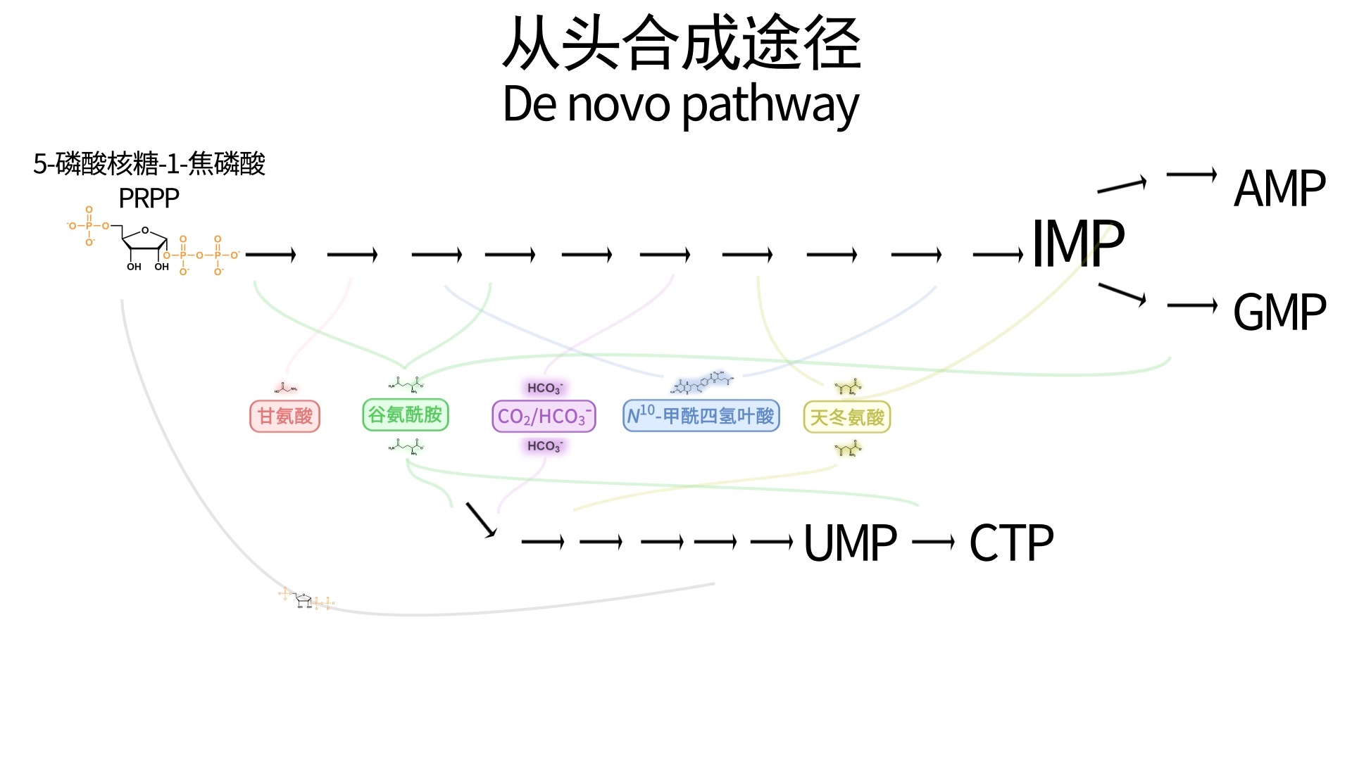 [图]核苷酸代谢1 嘌呤和嘧啶的从头合成