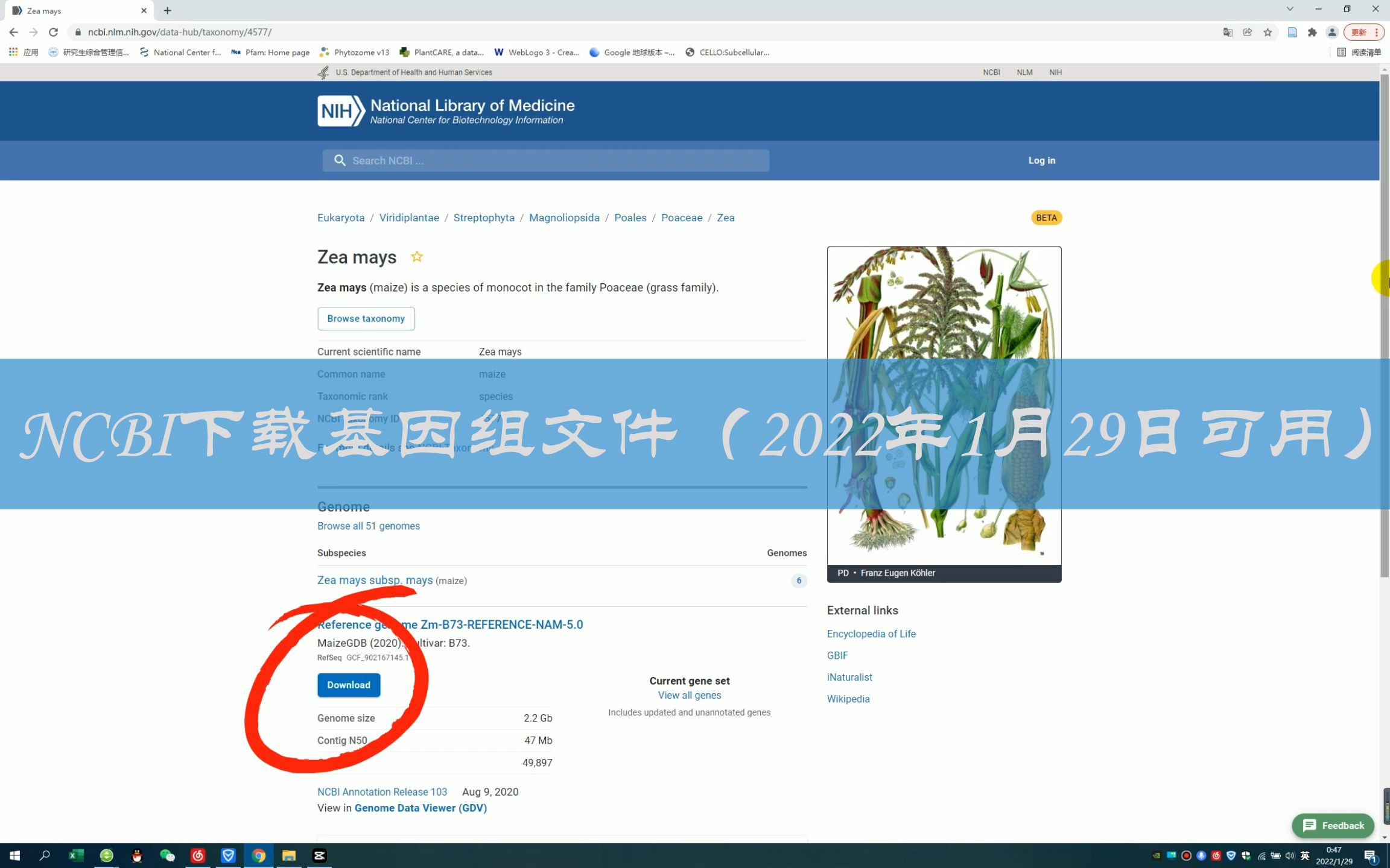 NCBI网站基因组、注释文件、编码区序列、蛋白质序列数据下载(2022年1月29日可用)哔哩哔哩bilibili