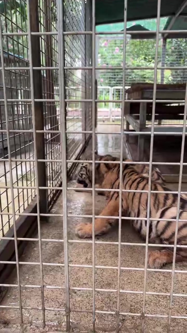 【接录制】濮阳东北庄野生动物园 2024-07-16直播录像|直播回放|录播 