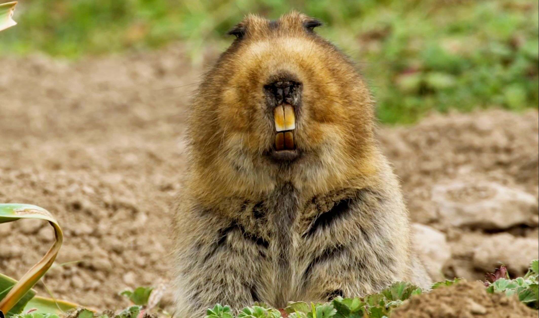 大东非鼹鼠:讨厌没有边界感的狗子-野生麦客-野生麦客-哔哩哔哩视频