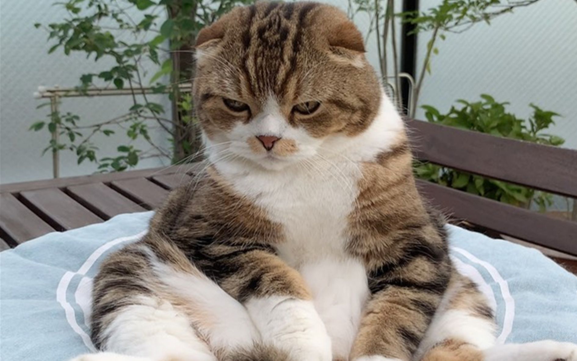 活动  超萌折耳猫,猫咪霸气坐姿,太可爱了