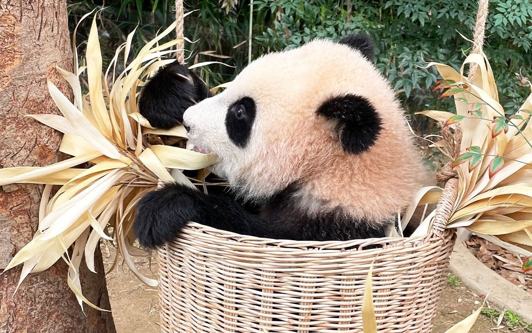 福宝给大家来一个贵妃躺式吃播