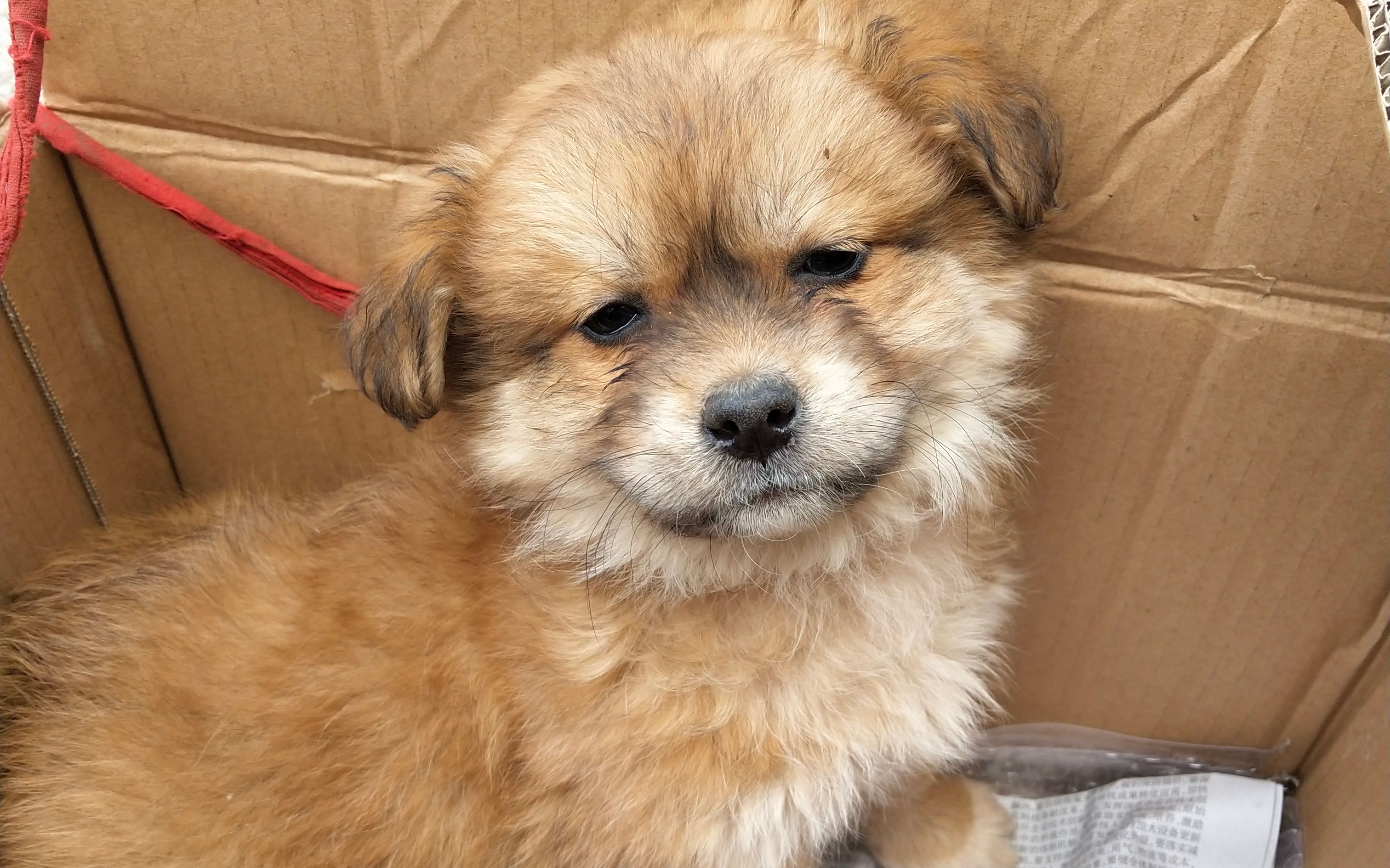 10 大家好!我有狗了!中华田园犬串串 | 狗咕噜的日常