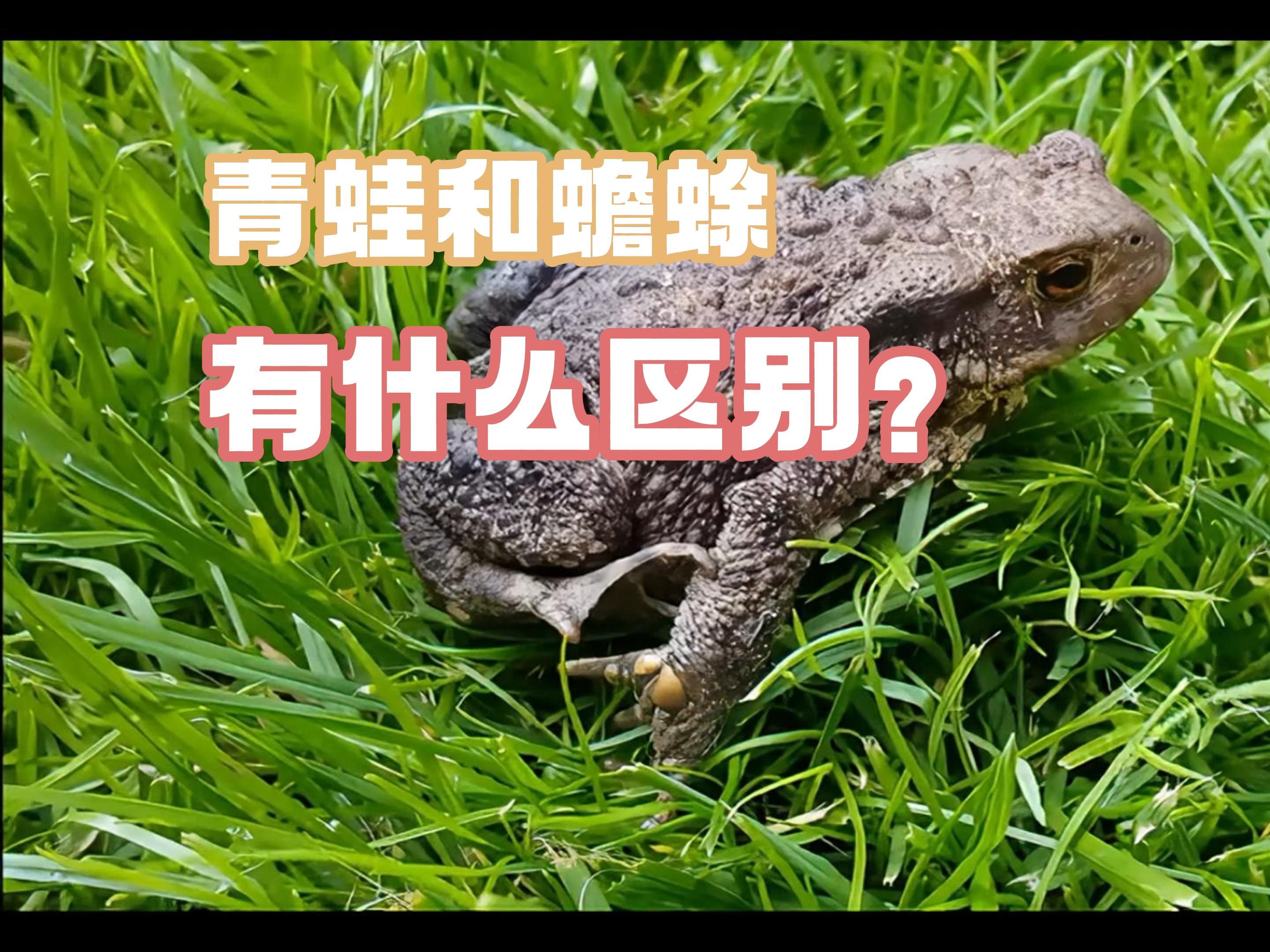 青蛙和蟾蜍有什么区别?哔哩哔哩bilibili