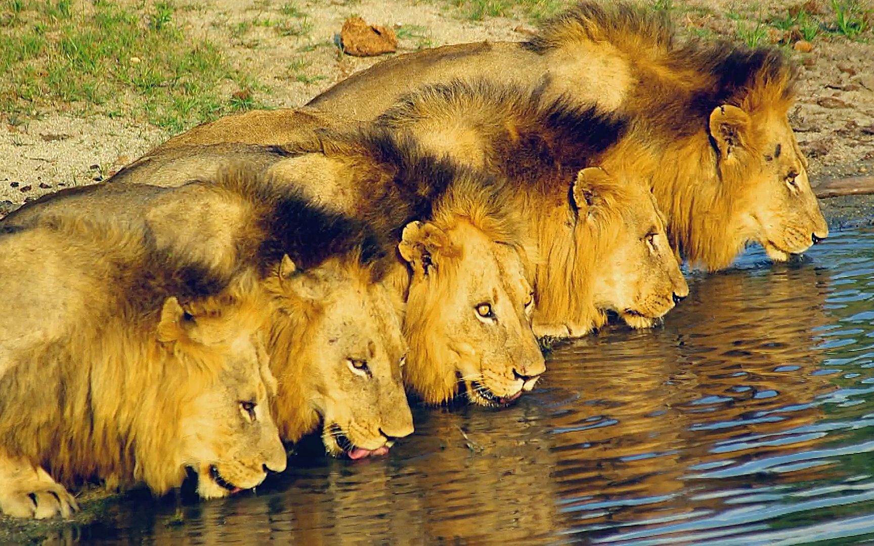 草原最强狮群,从小就拿"平头哥"练手,长大后屠遍所有狮群