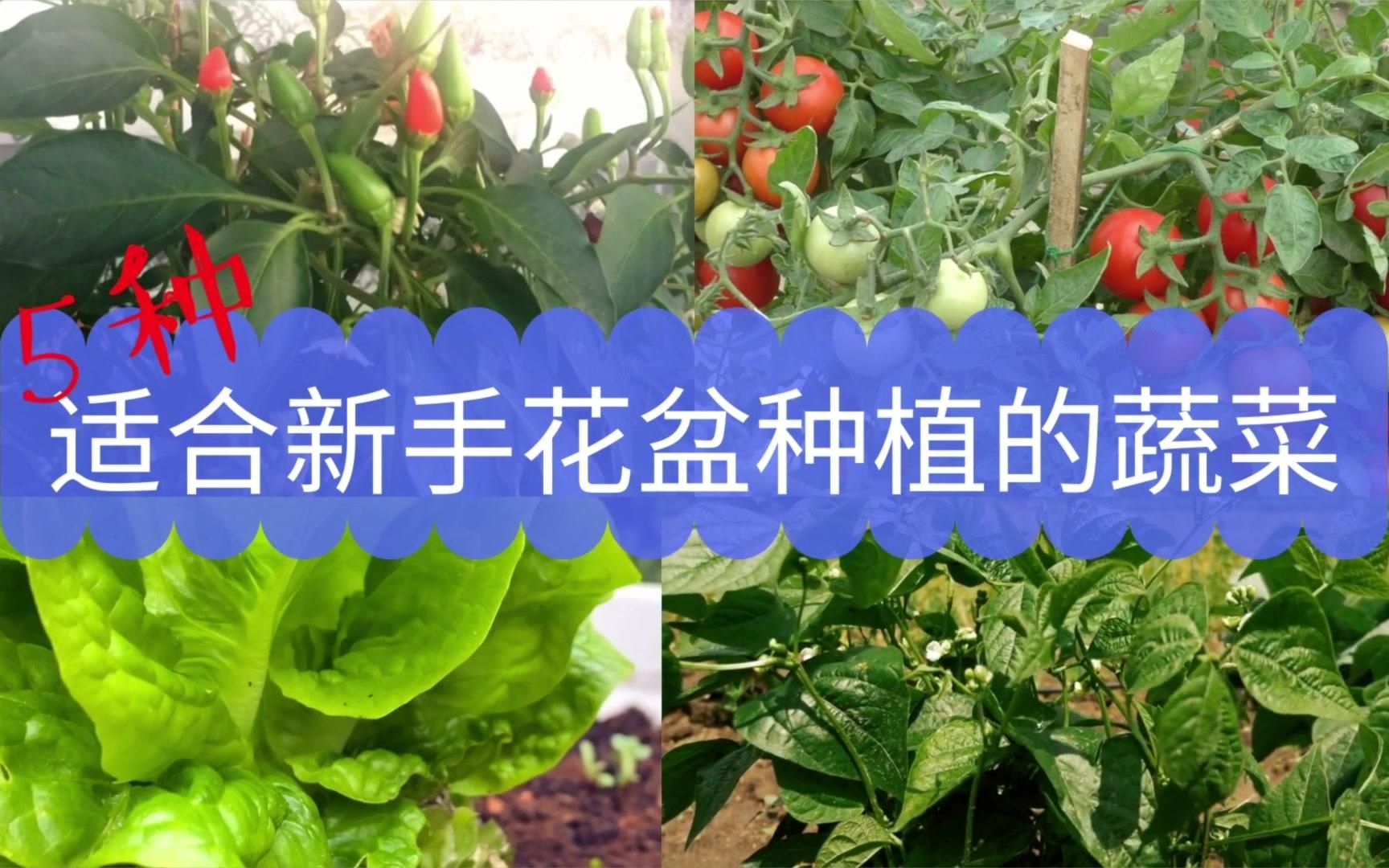 5种适合新手花盆种植的蔬菜哔哩哔哩bilibili