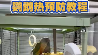 鹦鹉热预防教程来啦