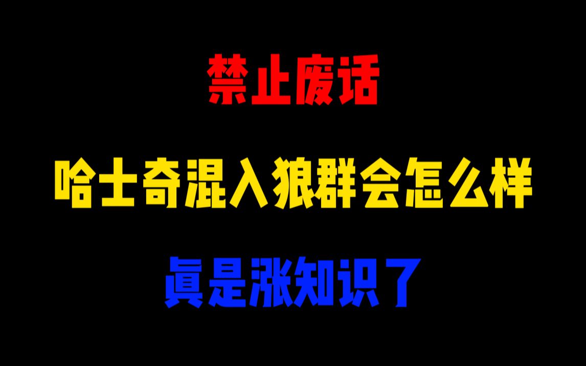 哈士奇混入狼群会怎么样?哔哩哔哩bilibili