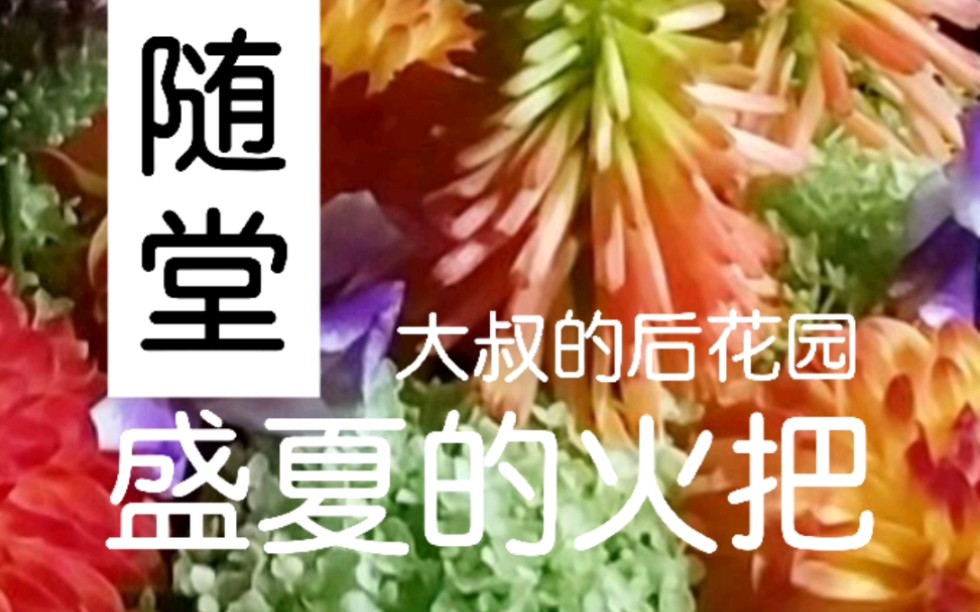 盛夏的火把莲哔哩哔哩bilibili