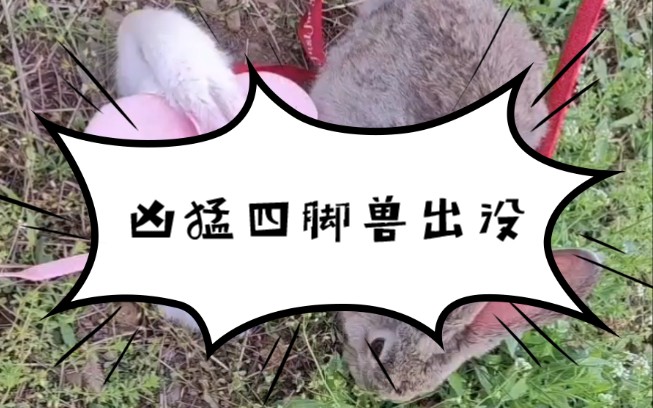 兔小白和兔小灰的友好互助吃野餐生活