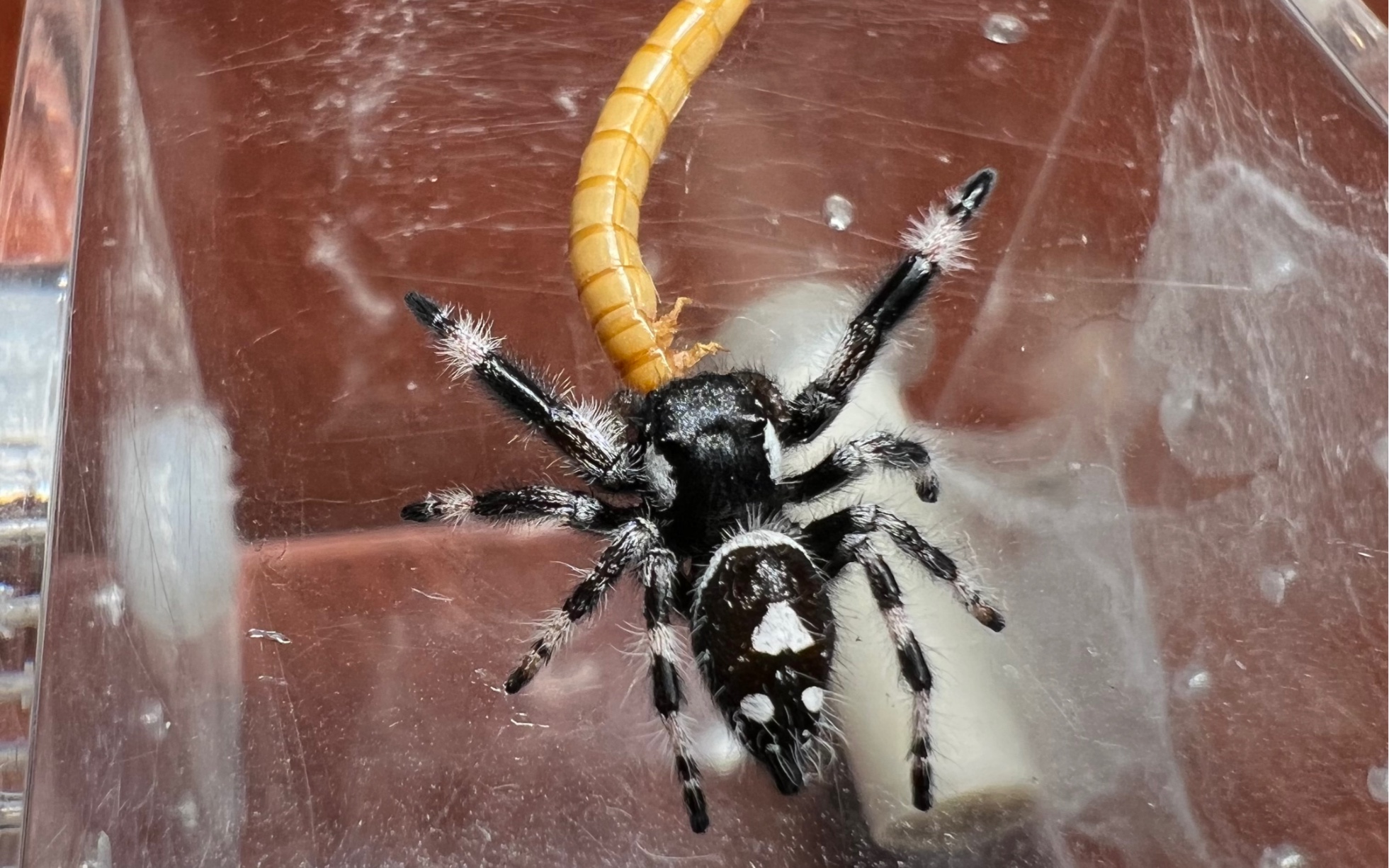 佛罗里达跳蛛比比和面包虫大烟的搏斗