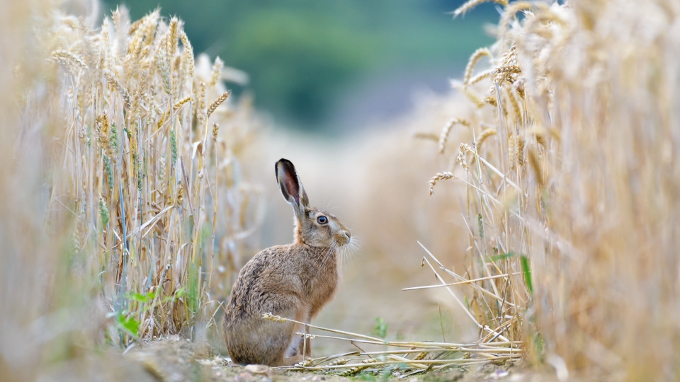 b保护动物人人有责0412-1