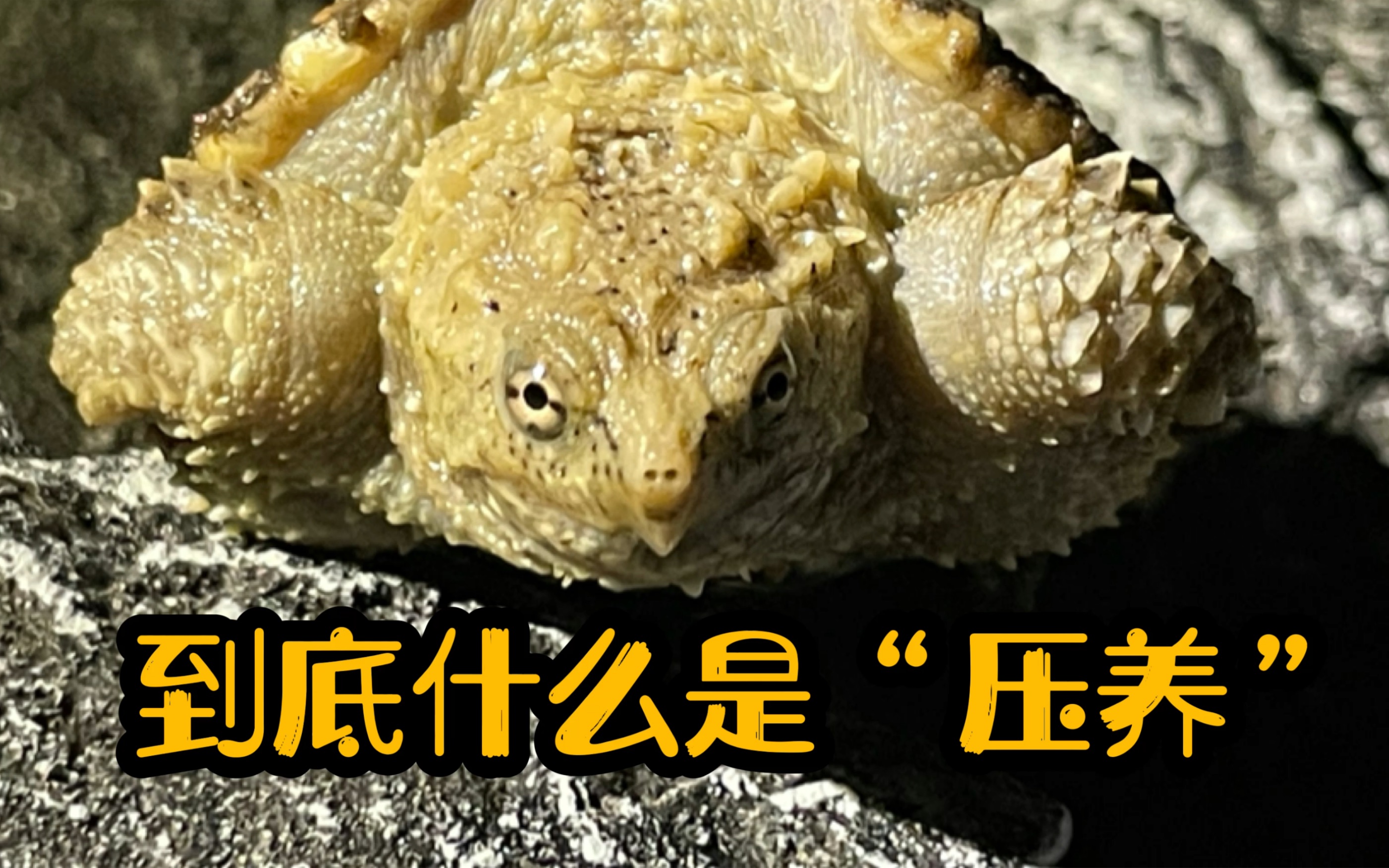 佛鳄压养的原理是什么竟然是这样