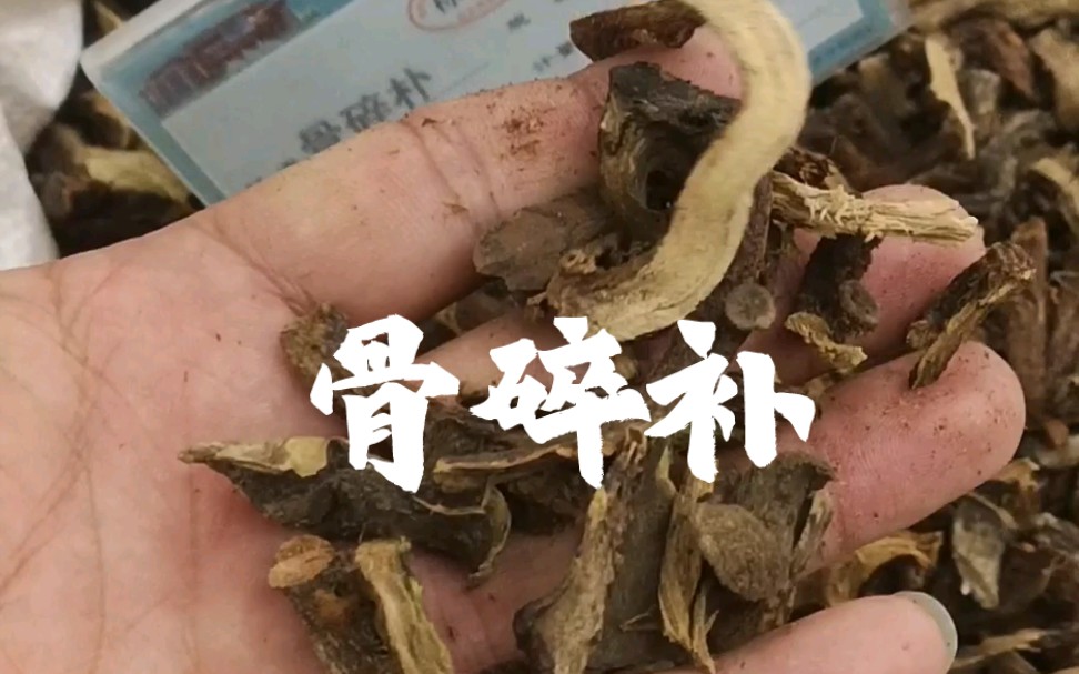 [图]骨碎补～专治肾虚腰痛，肾虚耳鸣，肾虚久泻