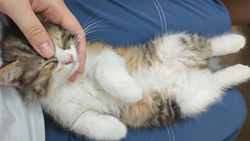 猫就是软体动物,太乖了吧