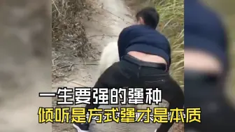 Download Video: 犟种之外还有更大的犟种...