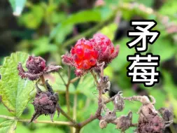 Descargar video: 矛莓