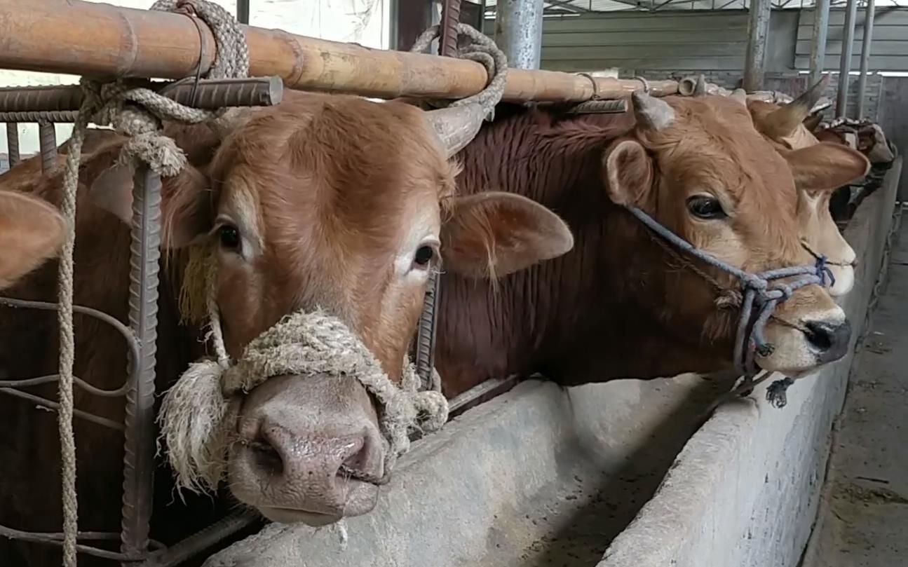 农村养牛:一个牛棚花了十几万,一共养了24头牛