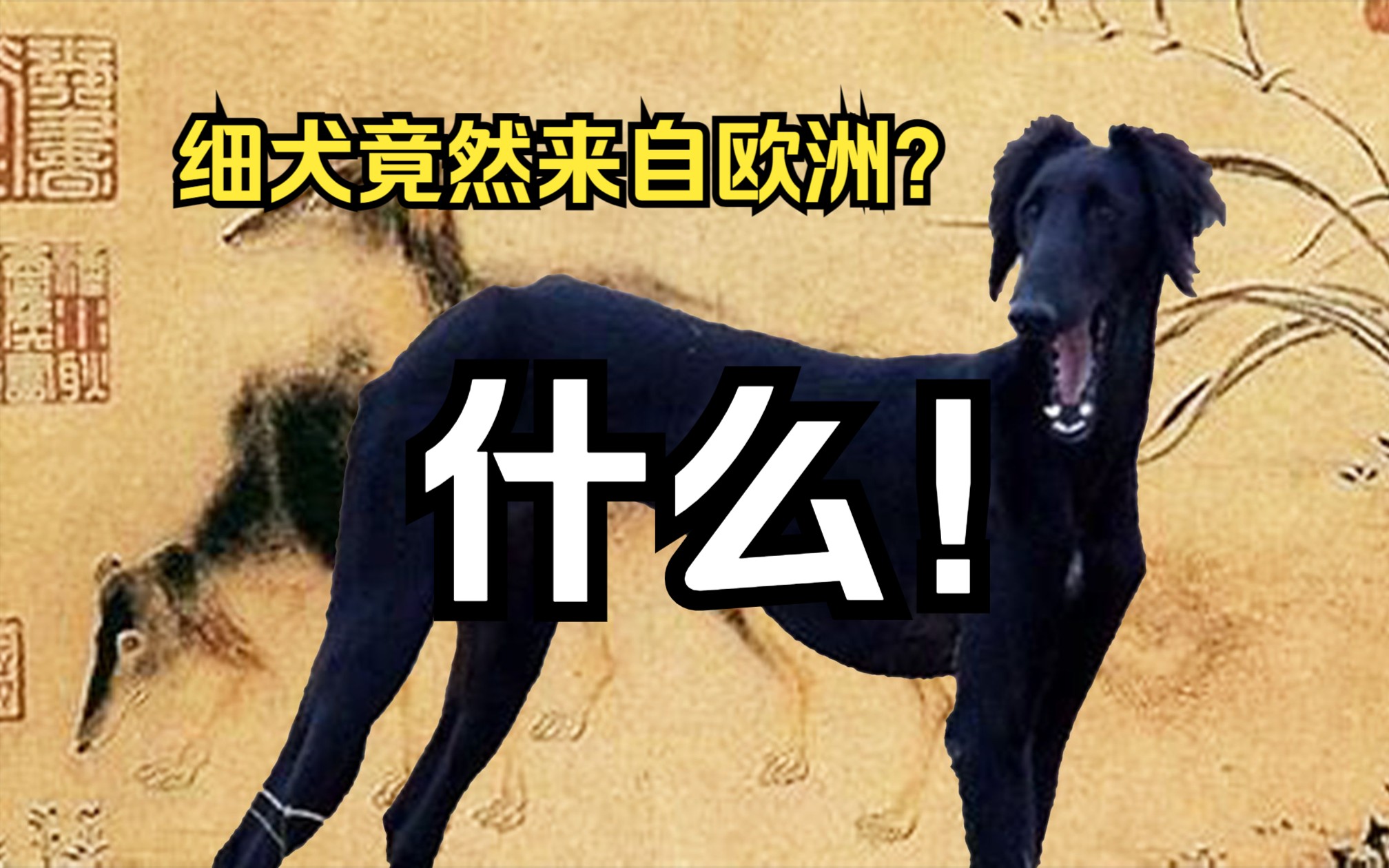 细犬起源哔哩哔哩bilibili