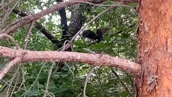 校园里的小松鼠