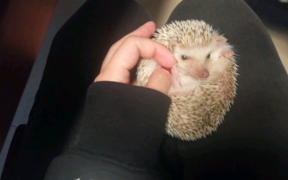 刺猬灭尽龙逐渐狂暴