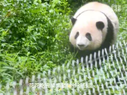 下载视频: 8.12小女子花宝又在后花园待了一早上，爷爷拿苹果接花花放学