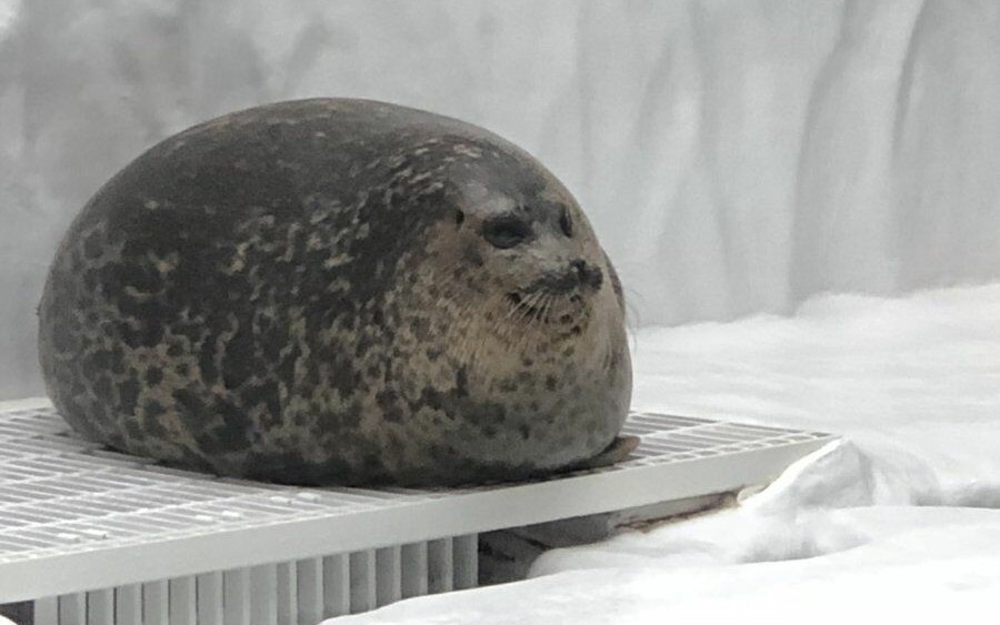 【穹琦】非洲黑海豹的泳装召唤