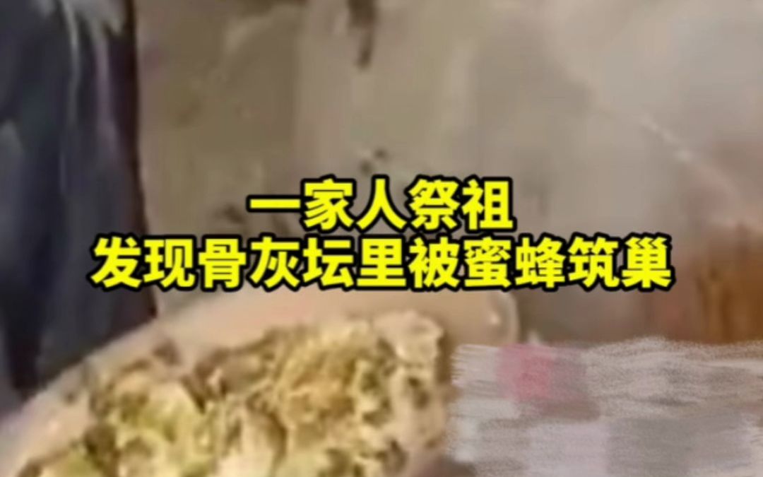 一家人祭祖,发现骨灰坛里被蜜蜂筑巢哔哩哔哩bilibili