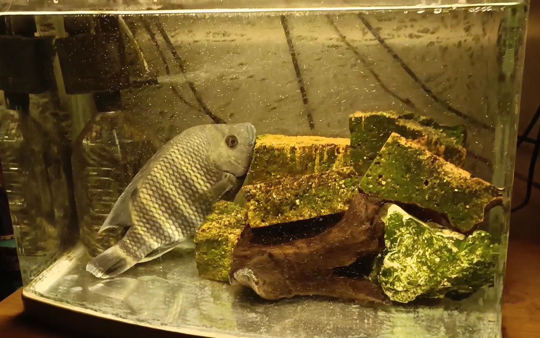 十间鱼,冇咩特别事,记录下近况~2